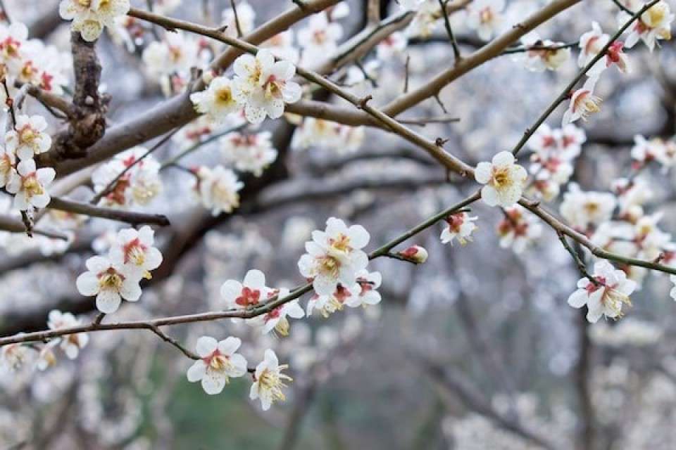 【お花見するなら】梅