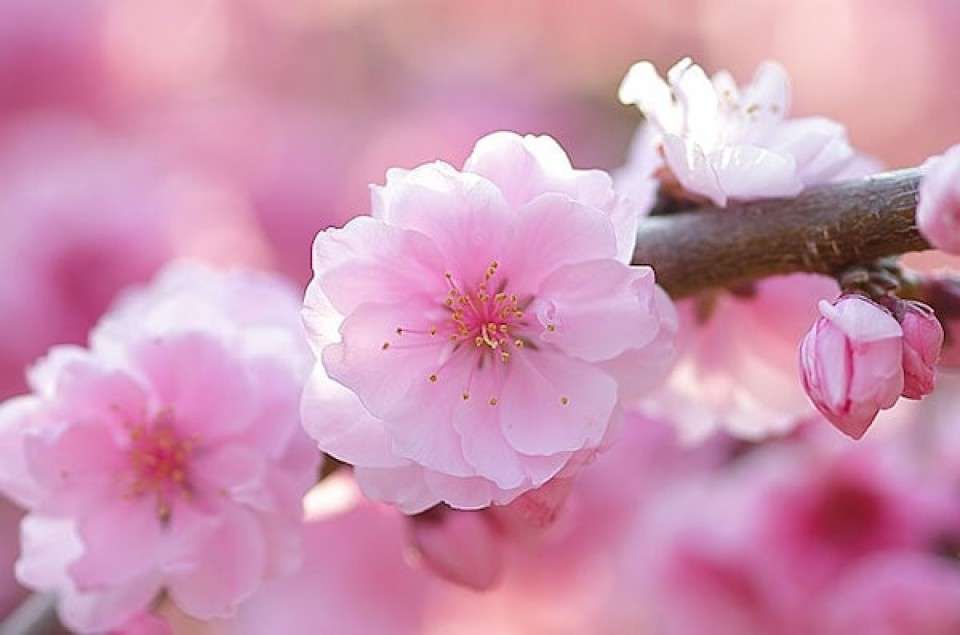 【お花見するなら】桃