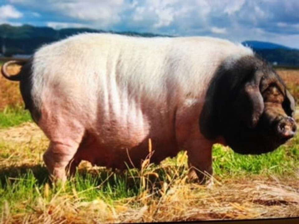 金華豚