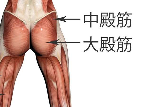 【筋肉の人気ランキング】大臀筋