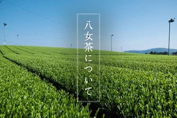 【八女茶】の特徴