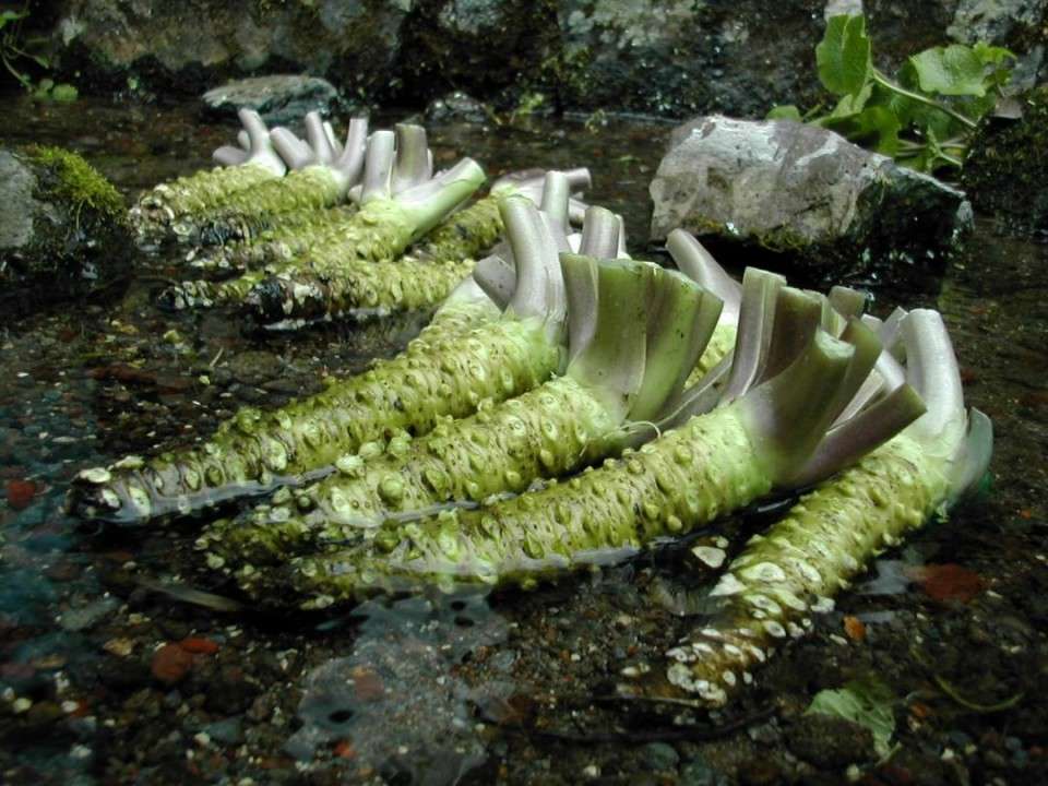 【静岡わさび】の特徴・魅力