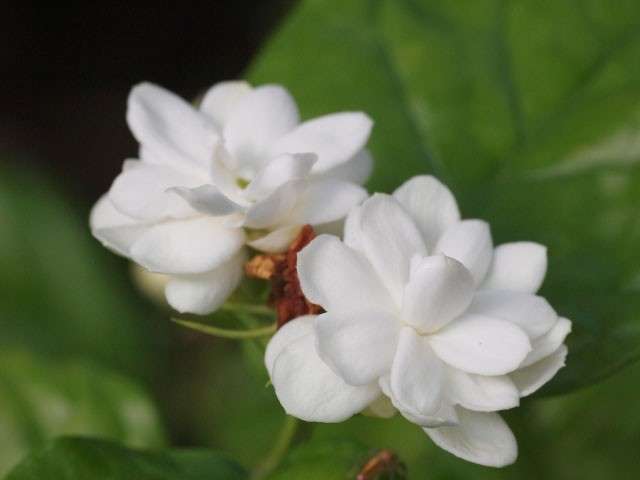 【さんぴん茶】の商品紹介