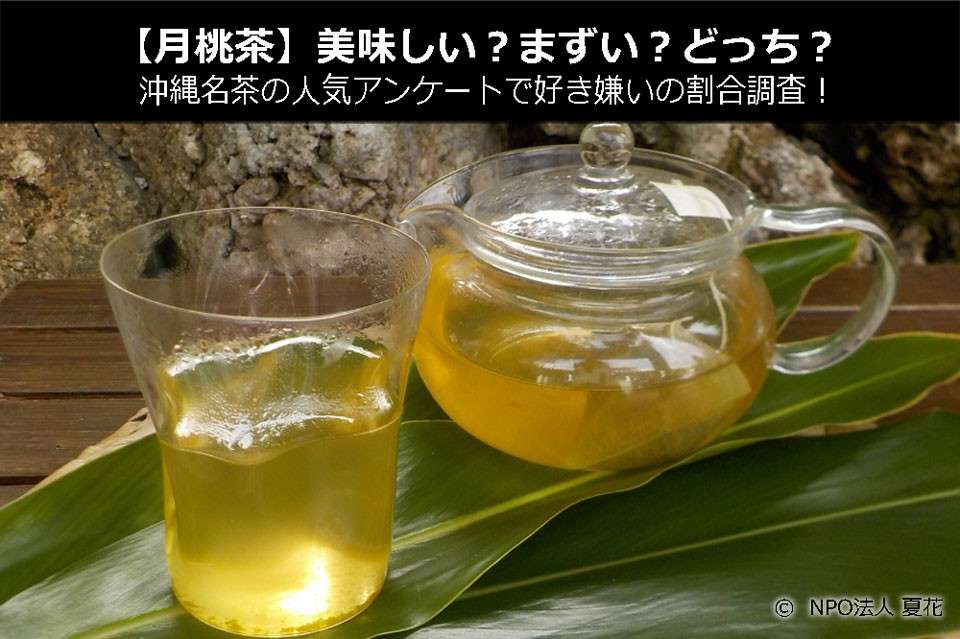 【月桃茶】美味しい?まずい?どっち?沖縄名茶の人気アンケートで好き嫌いの割合調査!