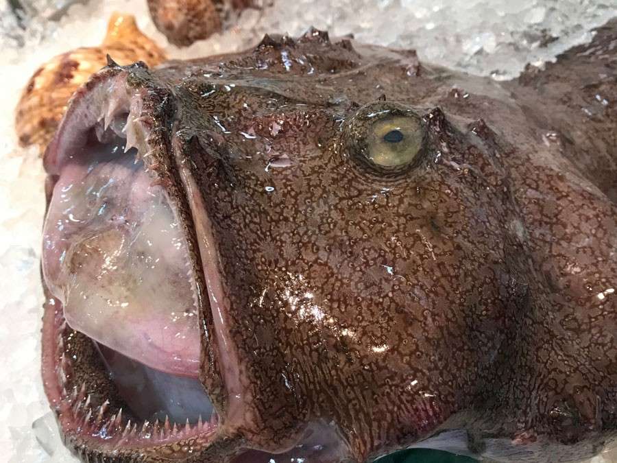 アンコウのどぶ汁の起源