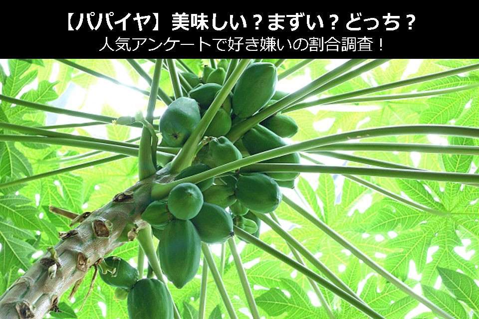 【パパイヤ】美味しい?まずい?どっち?人気アンケートで好き嫌いの割合調査!