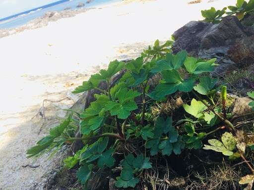 【長命草】の特徴・魅力