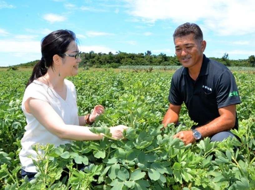 長命草の特徴
