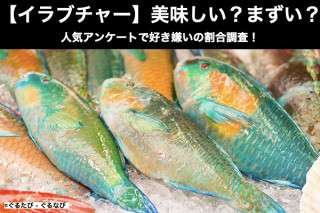 【イラブチャー（ナンヨウブダイ）】美味しい？まずい？どっち？人気アンケートで好き嫌いの割合調査！