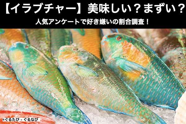 【イラブチャー(ナンヨウブダイ)】美味しい?まずい?どっち?人気アンケートで好き嫌いの割合調査!
