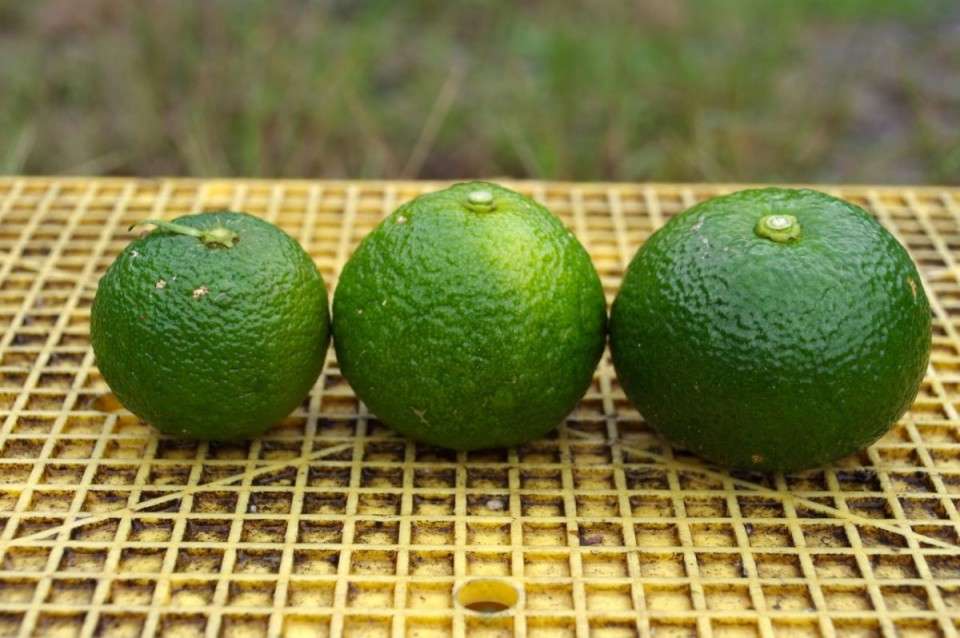 【四万十ぶしゅかんグリーンカレー】は好き嫌いが分かれる？