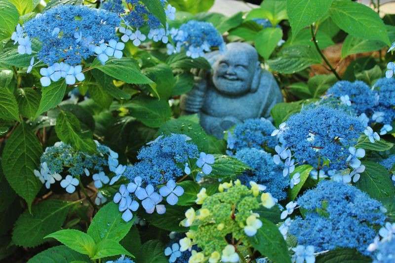 【甘茶】嫌いを克服するには？