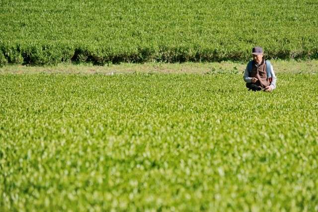 ぐり茶は、リラックス効果がある