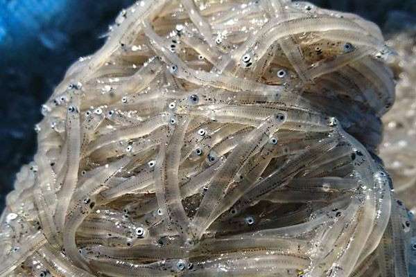 【湘南のしらす】は好き嫌いが分かれる？