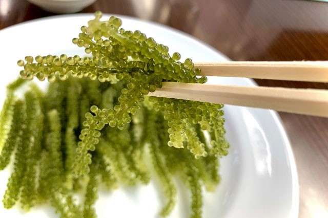 【海ぶどう】の特徴・魅力