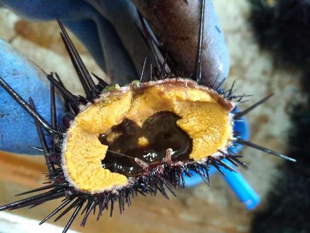 長崎はウニ漁が盛ん！濃厚な甘みのあるウニが獲れる