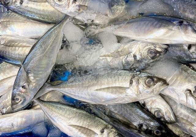 すぼかまぼこは、魚の旨味が詰まっている!