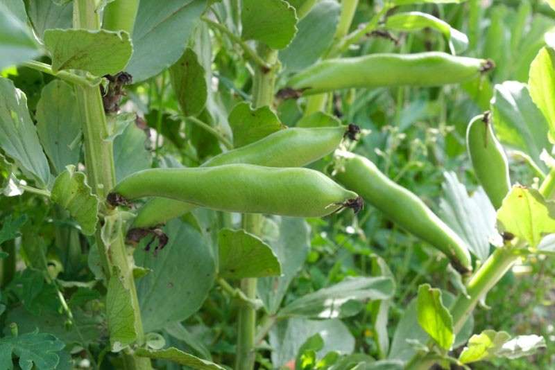 そら豆は栄養価抜群!【そら豆】に含まれる栄養素と効能