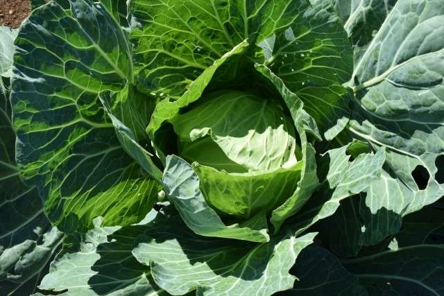 安心・安全の国産野菜100%使用