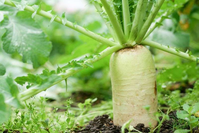 大根はダイエットにおすすめ!【大根】に含まれる栄養素と効能