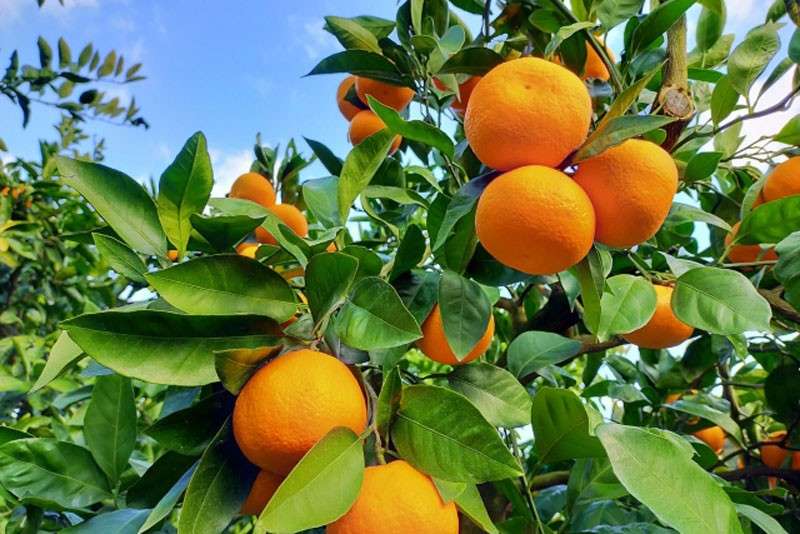 ミカンは栄養価抜群!【ミカン】に含まれる栄養素と効能