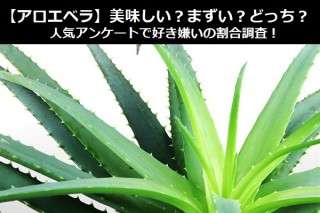 【アロエベラ】美味しい？まずい？どっち？人気アンケートで好き嫌いの割合調査！