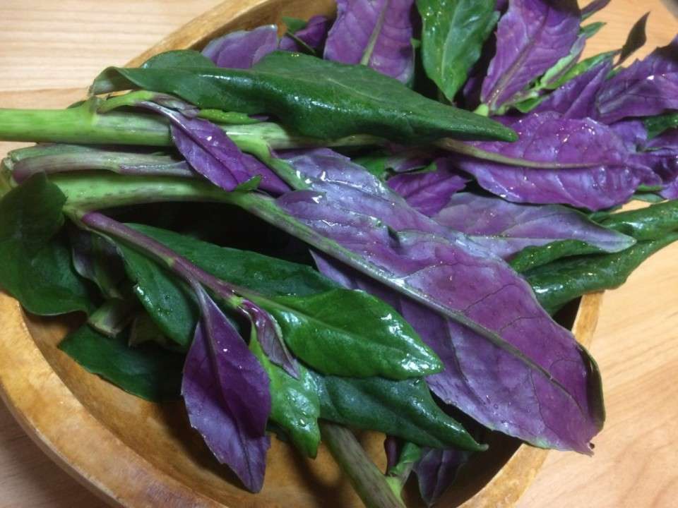 【金時草】の特徴・魅力