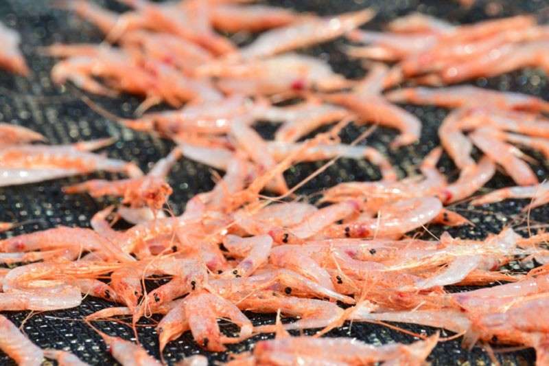 桜エビは栄養価抜群!【桜エビ】に含まれる栄養素と効能