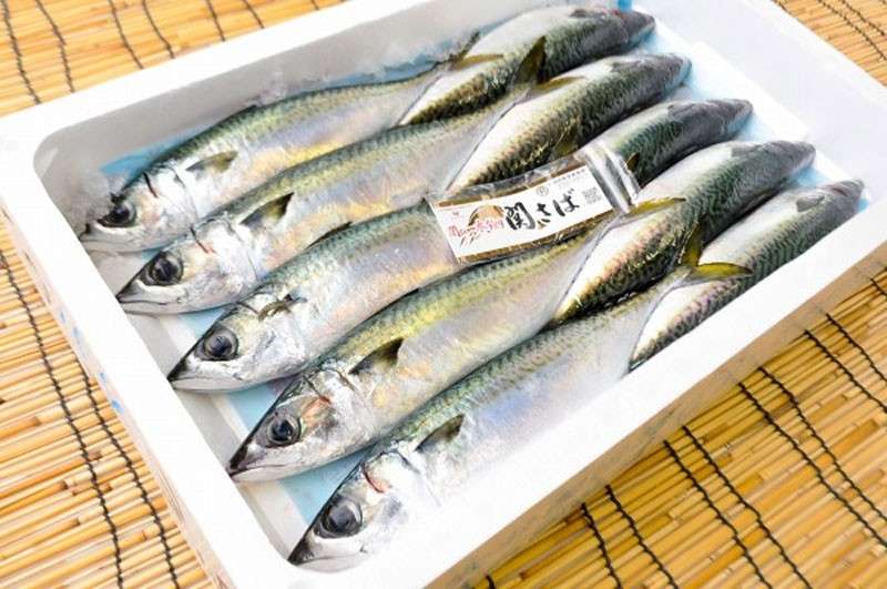 【関さば】の特徴・魅力