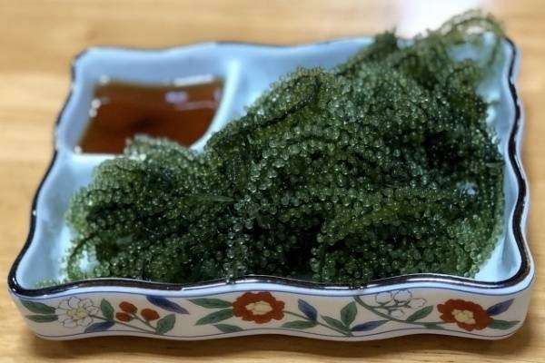 【海ブドウ】の特徴・魅力