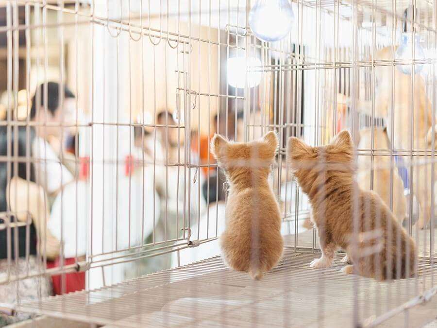 【ペットショップがおすすめ派】の特徴・魅力