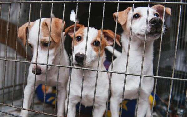 【保護犬保護猫がおすすめ派】の特徴・魅力
