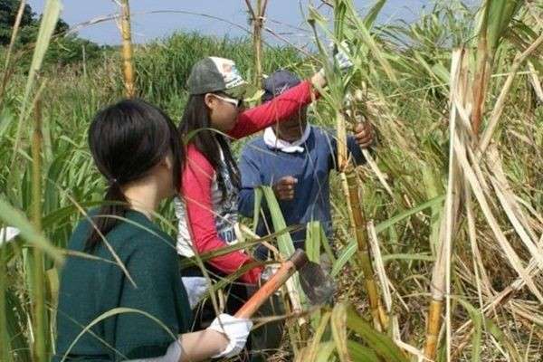  【沖縄の農業体験ステイ】の特徴・魅力