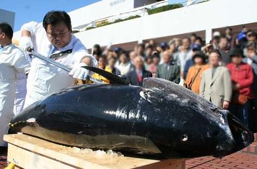  圧巻のパフォーマンス「本マグロの解体ショー」