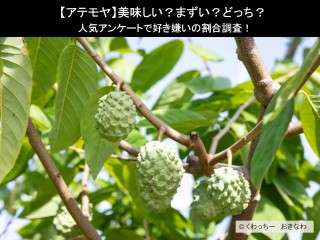 【アテモヤ】美味しい？まずい？どっち？人気アンケートで好き嫌いの割合調査！