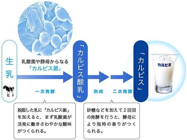  カルピスの特徴