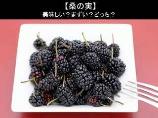 【桑の実】美味しい？まずい？どっち？人気アンケートで好き嫌いの割合調査！