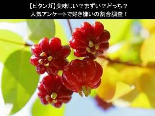【ピタンガ】美味しい？まずい？どっち？人気アンケートで好き嫌いの割合調査！