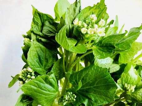 【花わさび】の特徴・魅力