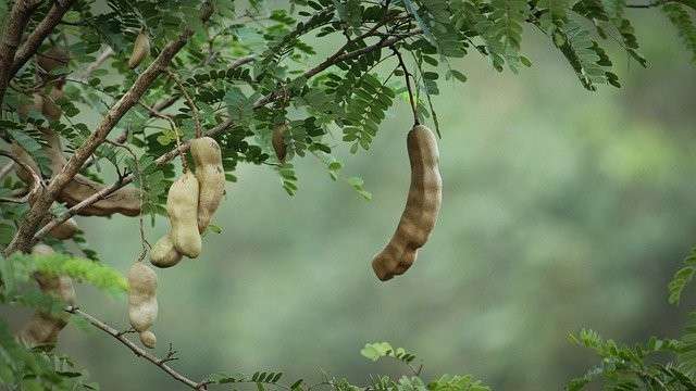 【タマリンド】の特徴