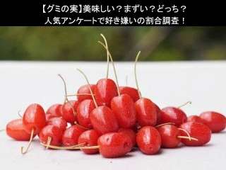 【グミの実】美味しい？まずい？どっち？人気アンケートで好き嫌いの割合調査！
