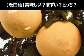 【晩白柚】美味しい？まずい？どっち？人気アンケートで好き嫌いの割合調査！
