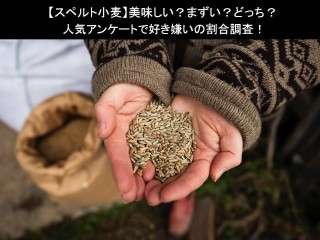 【スペルト小麦】美味しい？まずい？どっち？人気アンケートで好き嫌いの割合調査！