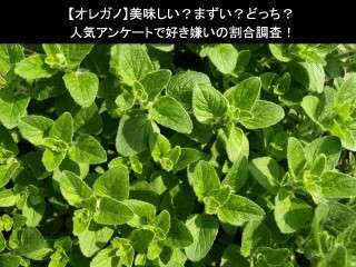 【オレガノ】美味しい？まずい？どっち？人気アンケートで好き嫌いの割合調査！