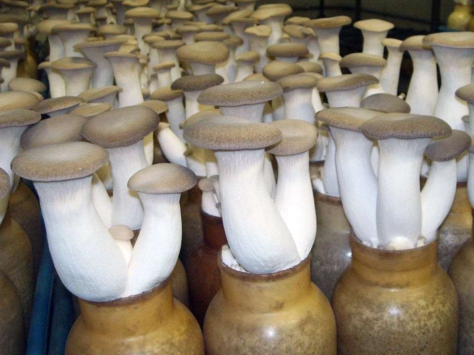 【エリンギ】の特徴・魅力