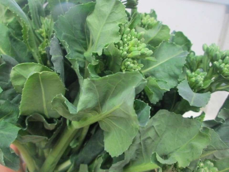 島根県の名物「あすっこ」