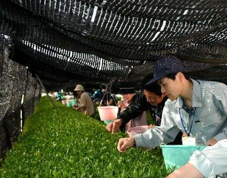 抹茶の特徴