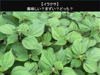【イラクサ】美味しい？まずい？どっち？人気アンケートで好き嫌いの割合調査！