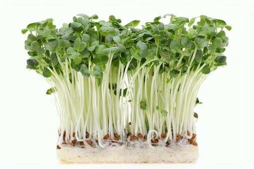 カイワレ大根の特徴