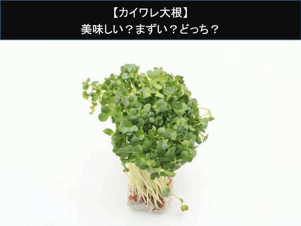 【カイワレ大根】美味しい?まずい?どっち?人気アンケートで好き嫌いの割合調査!